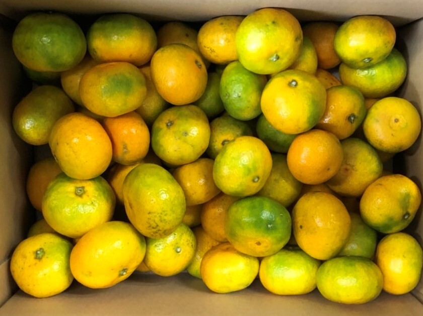 10ｋｇ（5ｋｇＸ2箱）⇒　えひめ極早生みかん　（SS～2Lサイズ）1円スタート_2