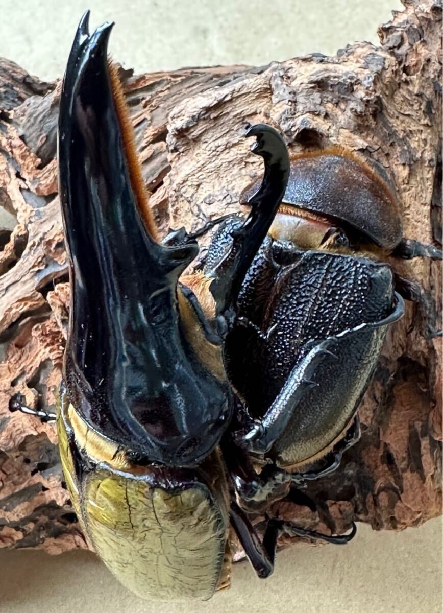 DHヘラクレス　パチセラスメテオ血統F9 3令幼虫　オス4メス5_1