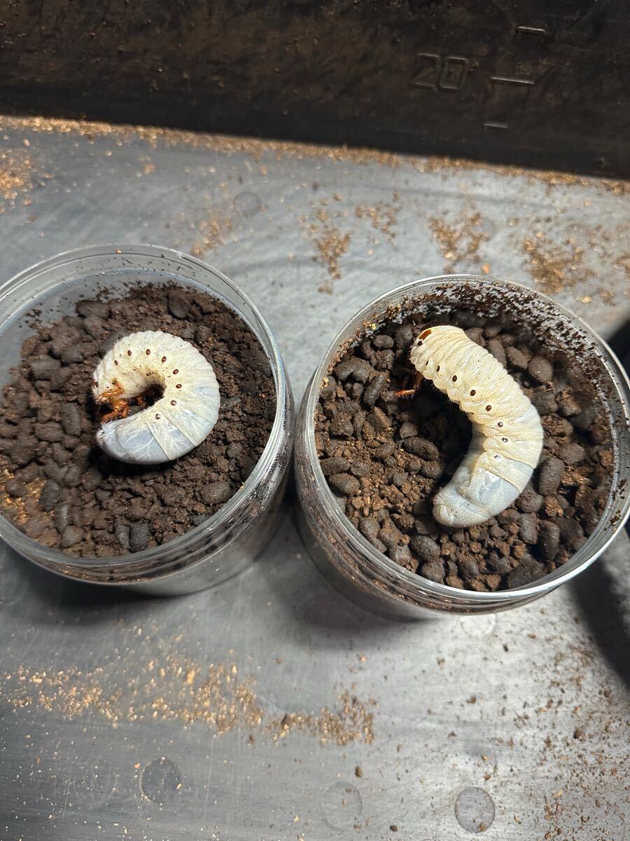 DHヘラクレス　パチセラスメテオ血統F9 3令幼虫　オス4メス5_2