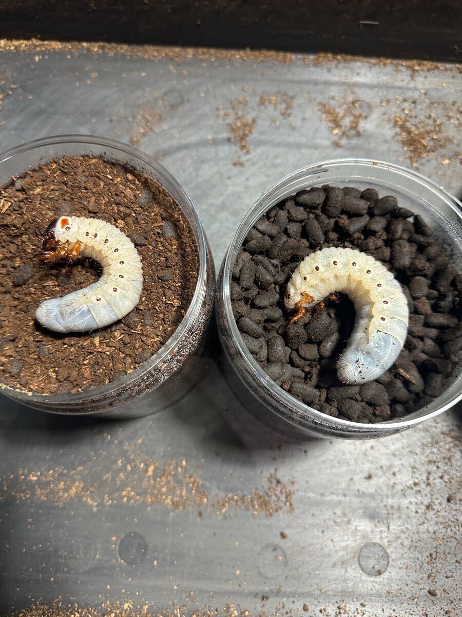 DHヘラクレス　パチセラスメテオ血統F9 3令幼虫　オス4メス5_4