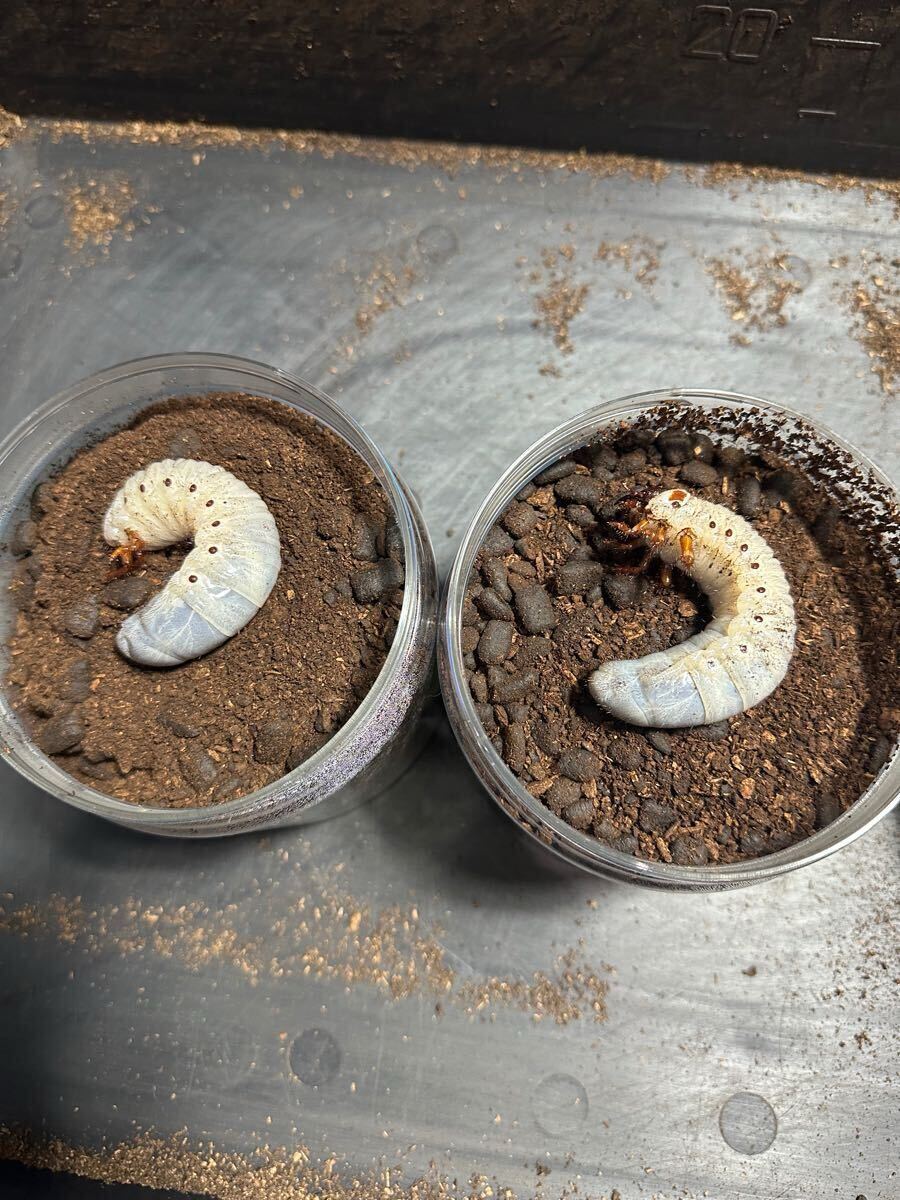 DHヘラクレス　パチセラスメテオ血統F9 3令幼虫　オス4メス5_5