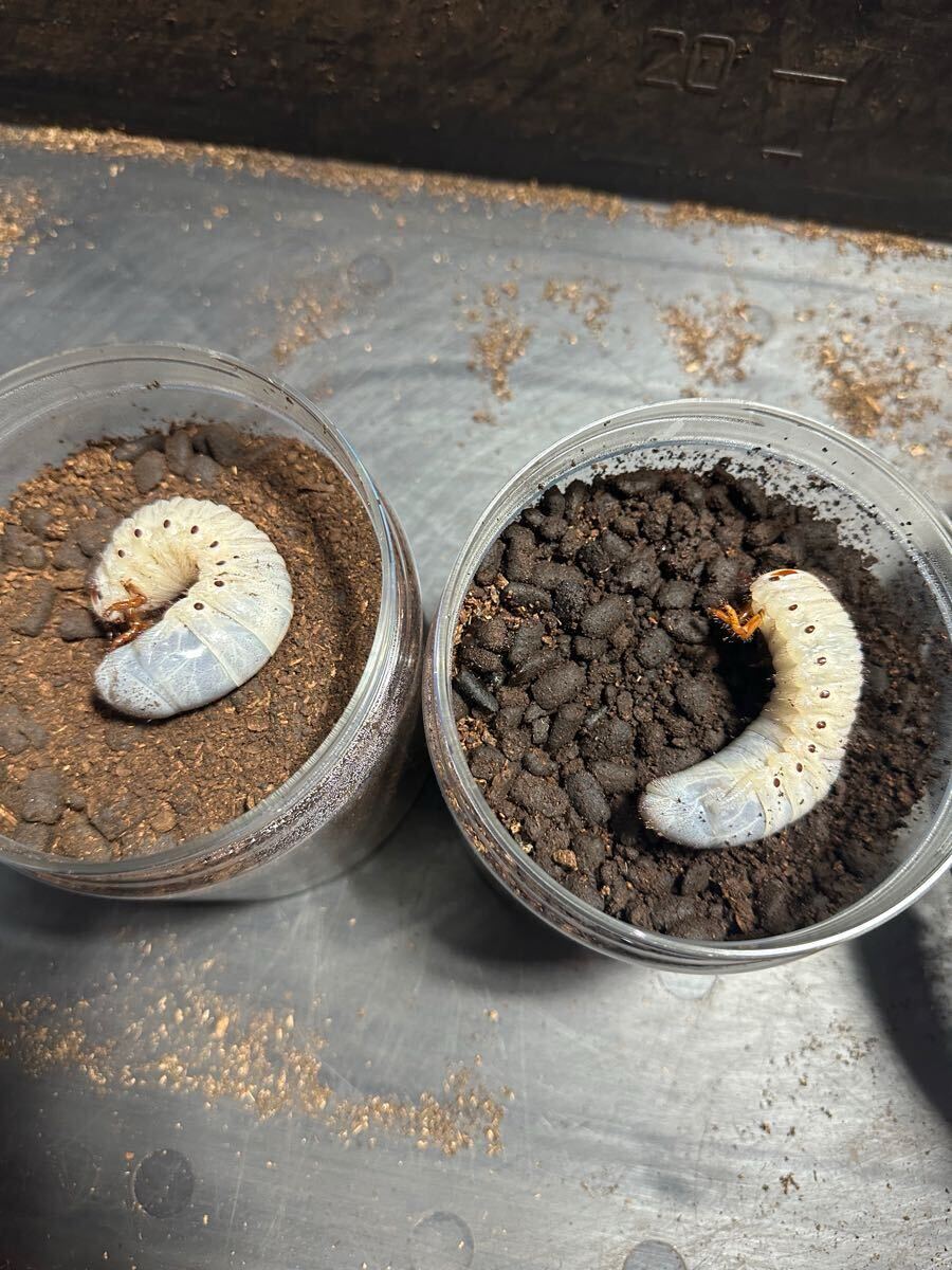 DHヘラクレス　パチセラスメテオ血統F9 3令幼虫　オス4メス5_6