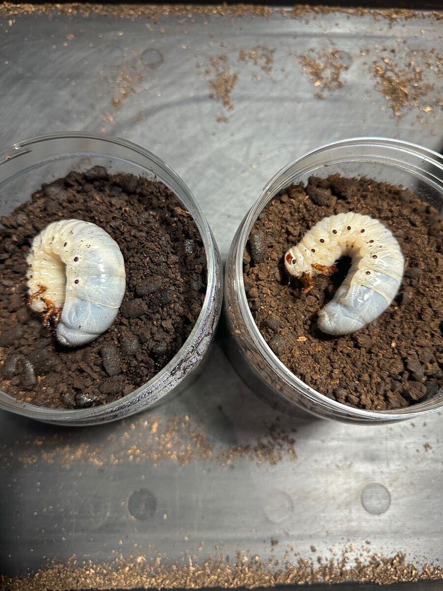 DHヘラクレス　パチセラスメテオ血統F9 3令幼虫　オス4メス5_7