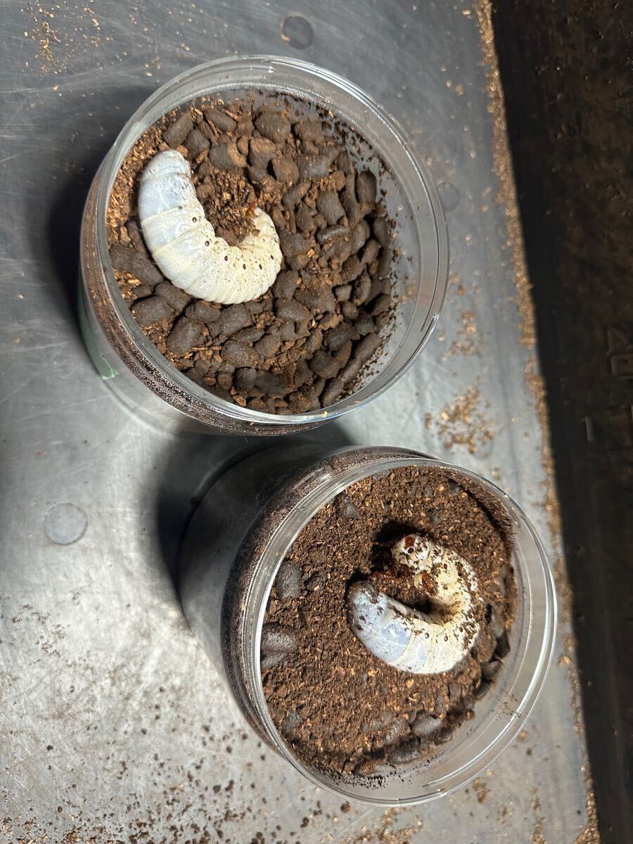 DHヘラクレス　パチセラスメテオ血統F9 3令幼虫　オス4メス5_8