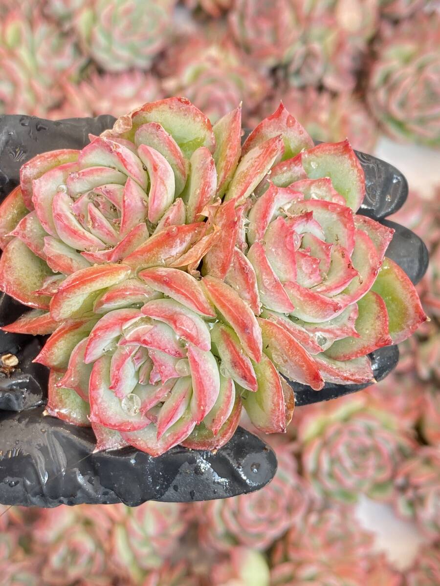 37株 K555-1エケベリア 韓国苗 サボテン 多肉植物 横顔 観葉植物 花