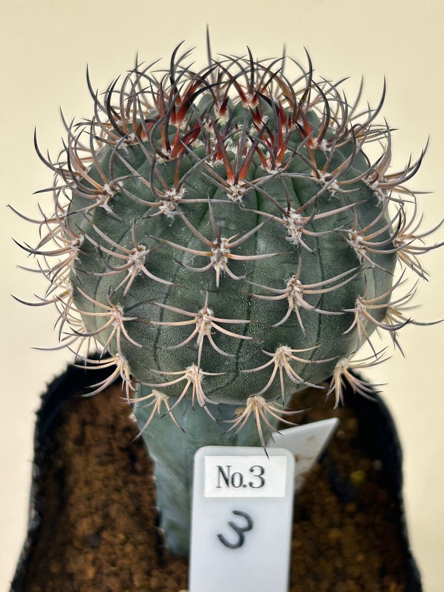 ユーフォルビア サピニー 3粒 観葉植物 サボテン 【公式通販】