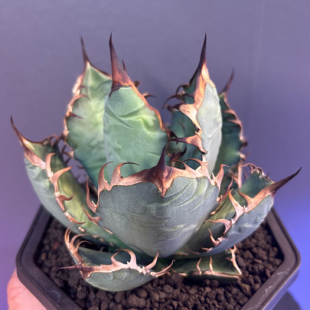 OAXACA オアハカ 親株 検) アガベオテロイ Agave oteroi 【ESSEN