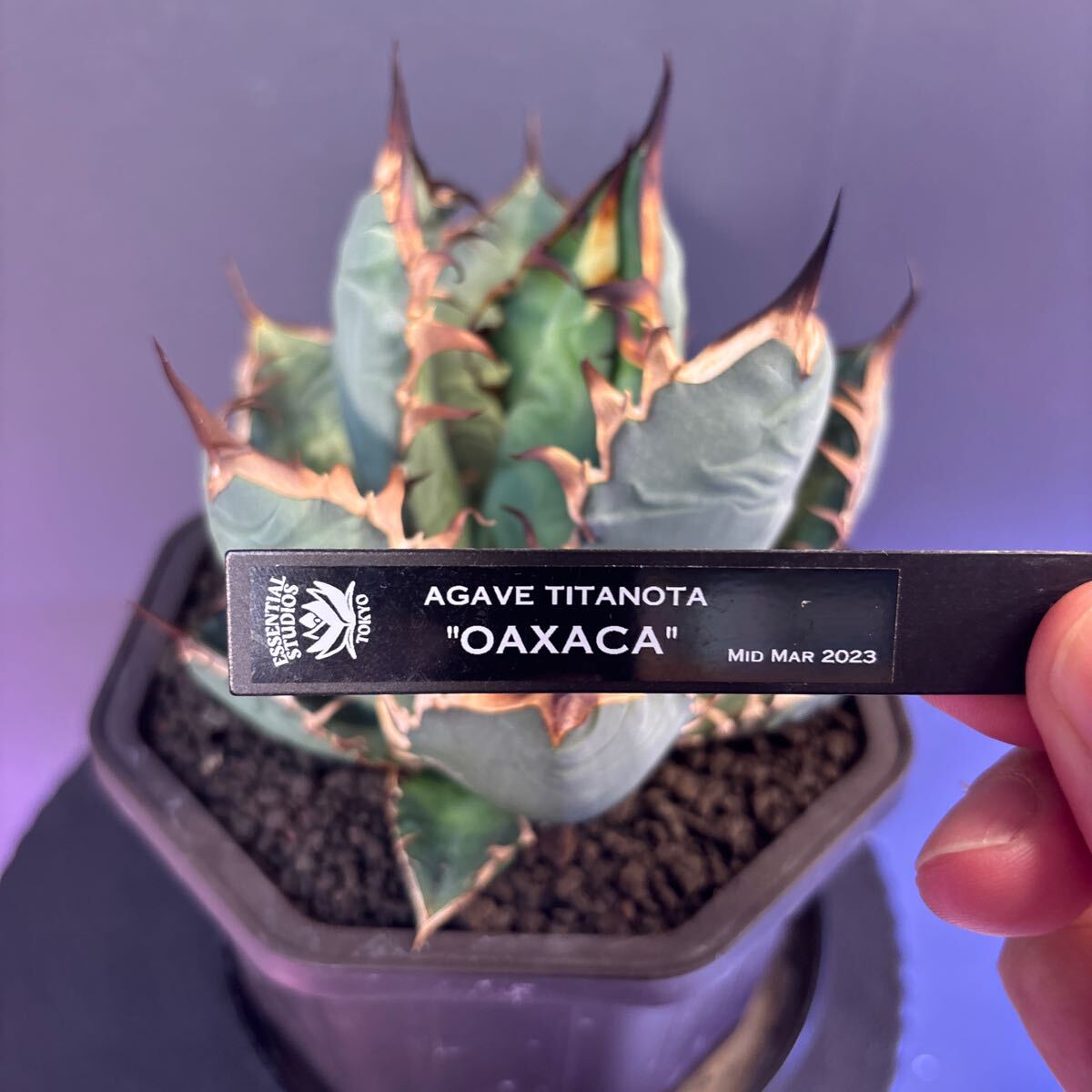 OAXACA オアハカ 親株 検) アガベオテロイ Agave oteroi 【ESSEN
