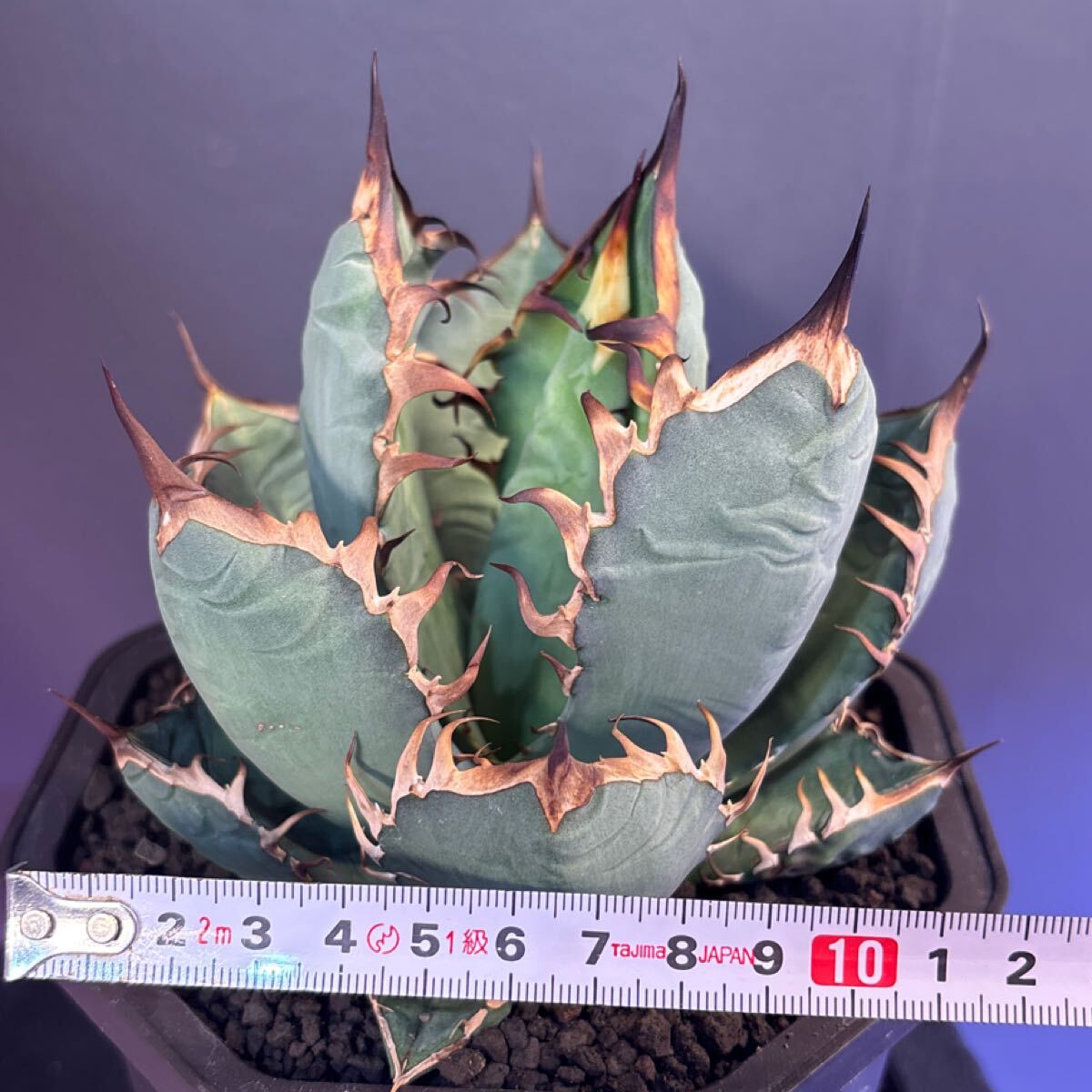 OAXACA オアハカ 親株 検) アガベオテロイ Agave oteroi 【ESSEN