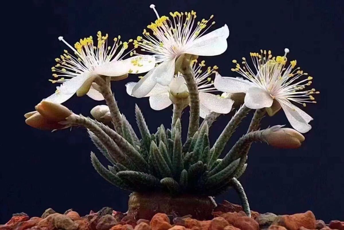 No.082 特選 多肉植物 Avonia アボニア / Quinaria ssp.alstonii
