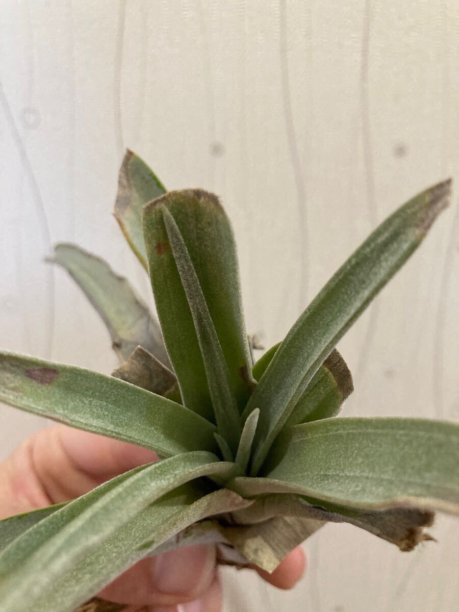 チランジア パドレ チランジア パドレ Tillandsia Padre 【公式通販】
