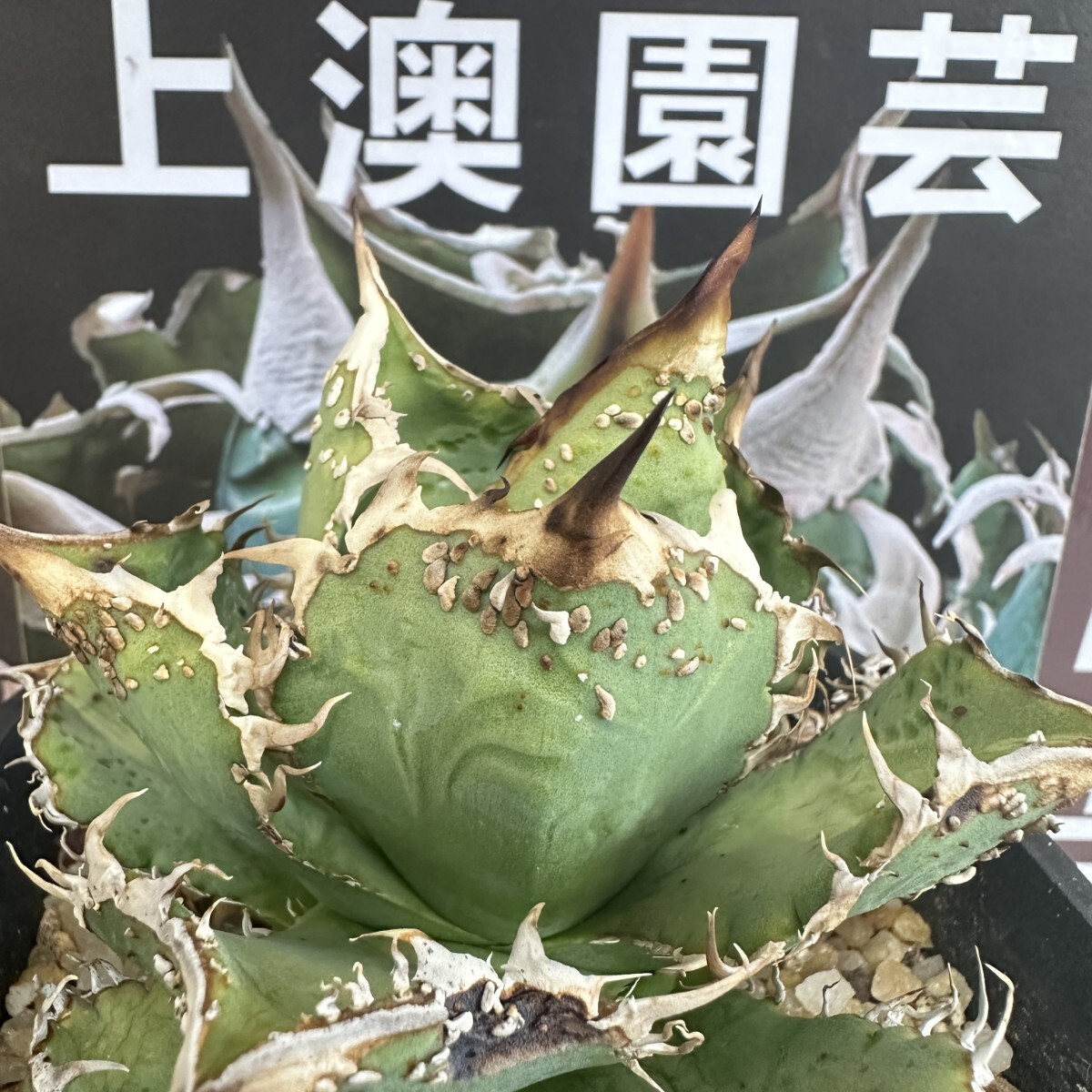 447【上澳園芸】 アガベ チタノタ 金蟾 特選 希少 優良血統 子株 (検