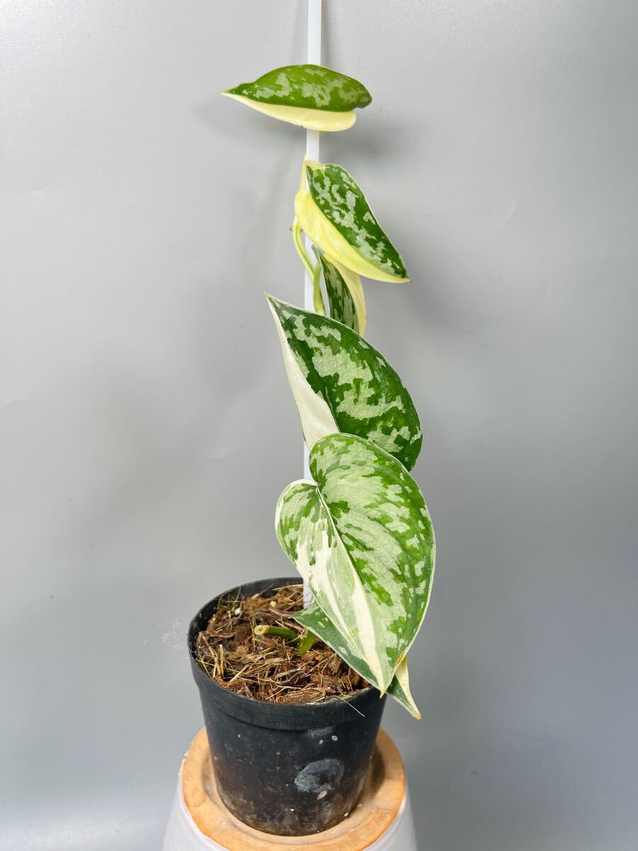 スキンダプサス マヤリ ⁄ Scindapsus mayari (1) – Nakayama-Plants
