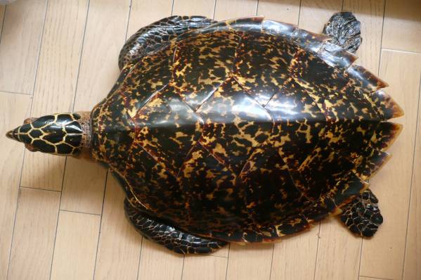 玳瑁 本鼈甲甲羅剥製インテリア置物65x50x15cmの入札履歴 - 入札者の順位
