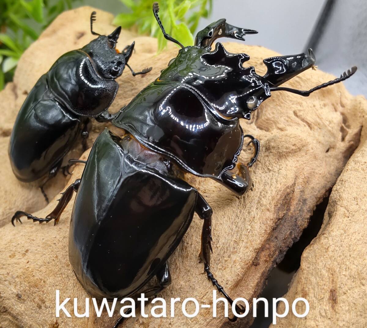 Yahoo!オークション Part.6 - 色虫艶虫 | クワガタ虫 飼育開始 
