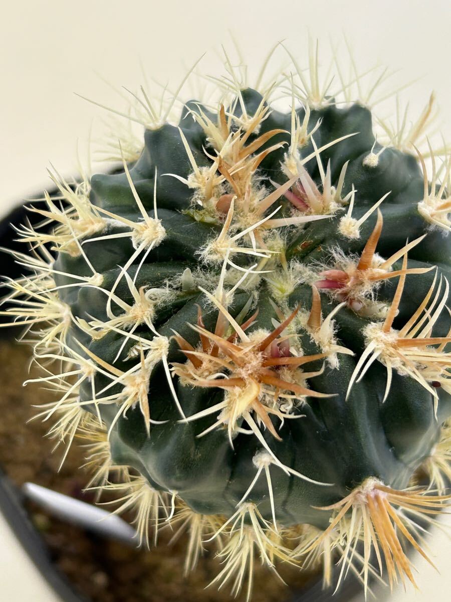 サボテン9綾波モンストvs錦 観葉植物 サボテン