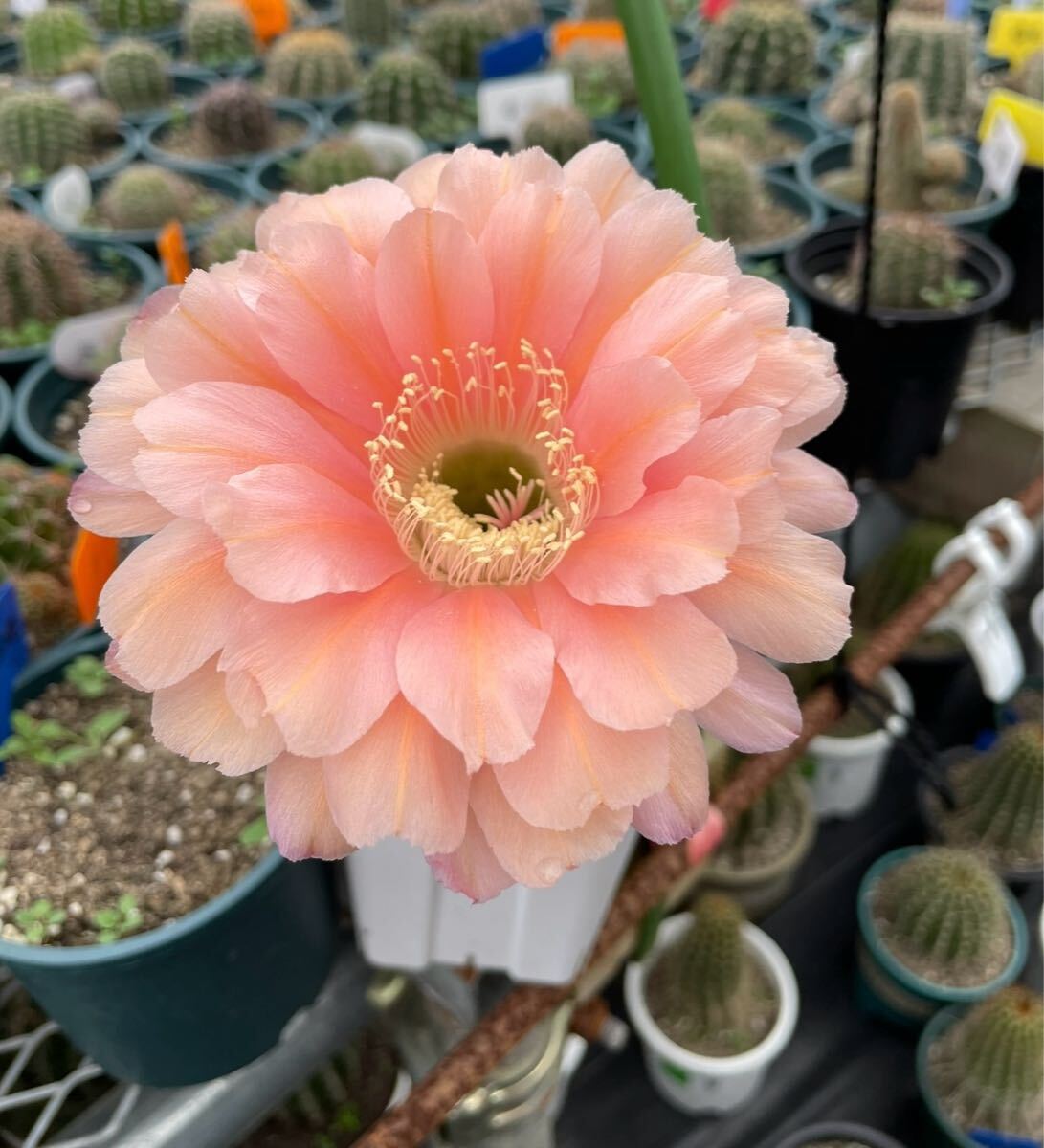 多肉植物　花サボテン　シャオシャン　(カキコ)_1