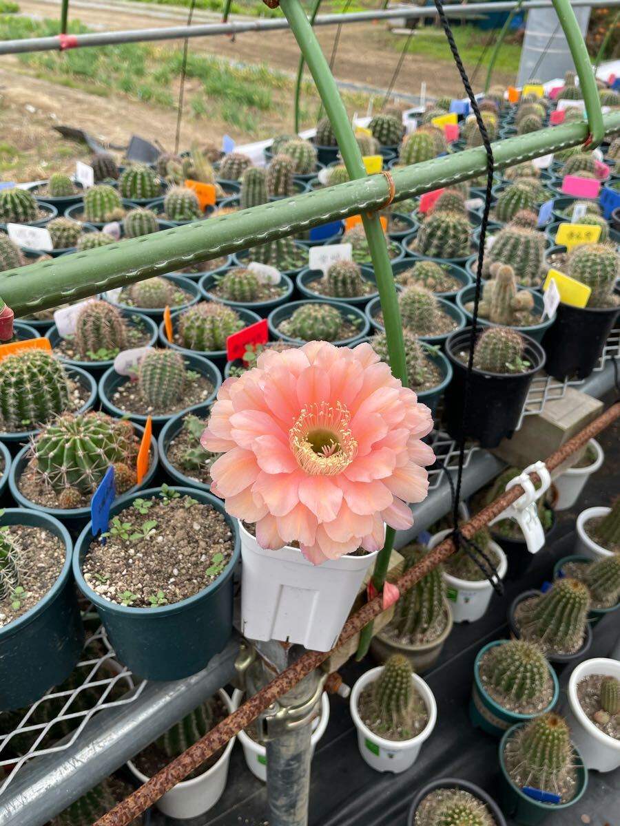 多肉植物　花サボテン　シャオシャン　(カキコ)_3