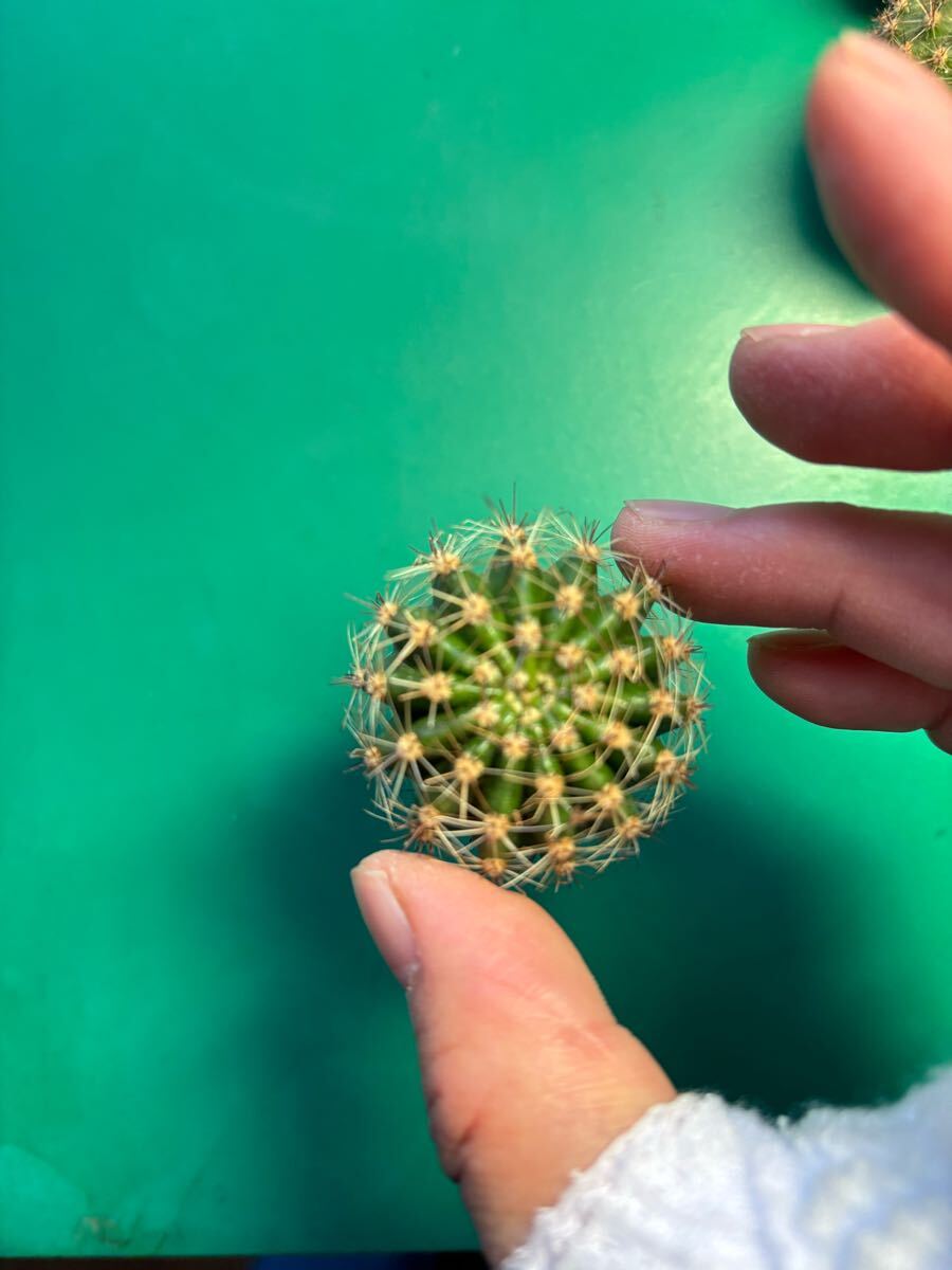 多肉植物　花サボテン　シャオシャン　(カキコ)_6