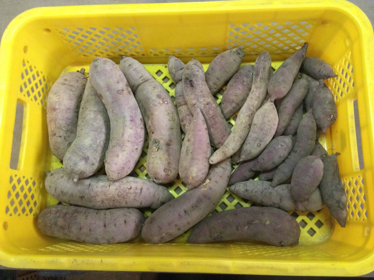 種子島産！安納芋より甘～いマロンスイート 訳あり規格外品 大小混合5キロ■送料無料■_2