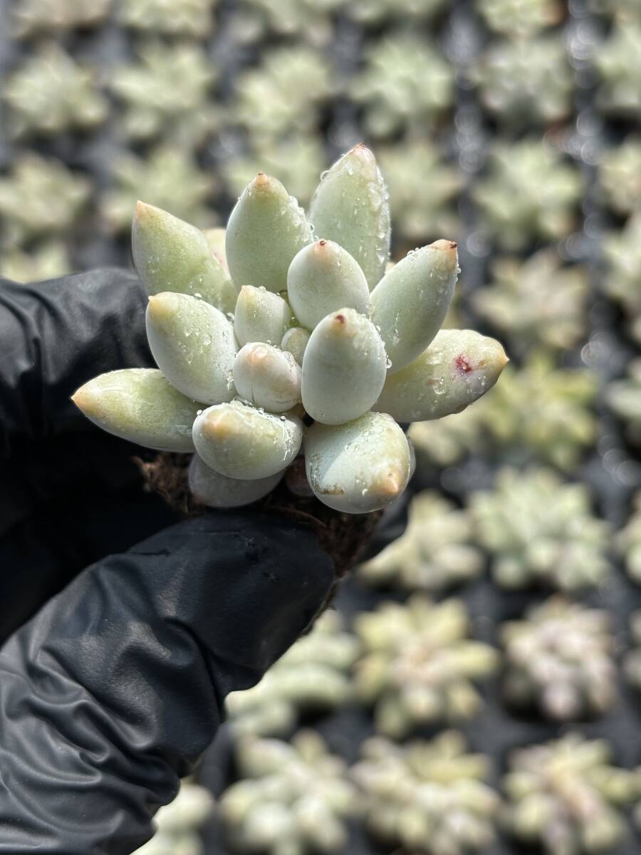 【驚きの破格値，品質保証】 105株 C55-6 多肉植物 エケベリア ソロモン サボテン 観葉植物 花 園芸 レア種 土と根付き(サボテン)｜売買されたオークション情報、yahooの商品情報をアーカイブ公開 - オークファン サボテン