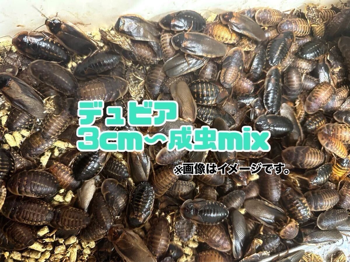冷凍デュビア 成虫 1000g 【公式ショッピングサイト】