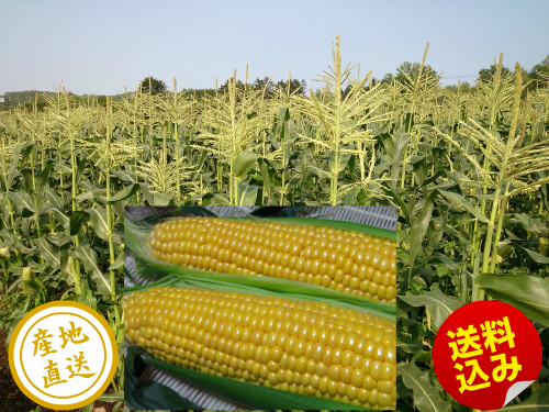 ゴールドラッシュ、送料無料、北海道産_2