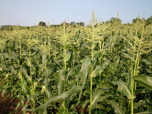 ゴールドラッシュ、送料無料、北海道産_3