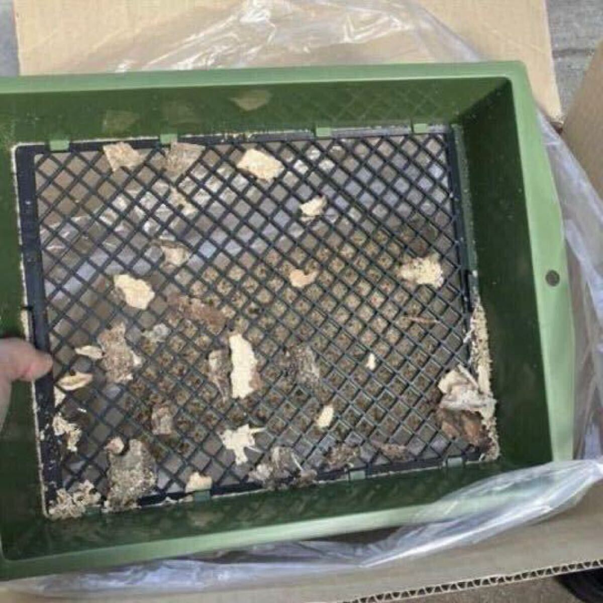 椎茸原木粉砕の昆虫マット　約40L 埋め込み発酵マットの基材自作派の方向にも　椎茸原木良質のカット屑　110サイズ段ボール満タン　千葉_3