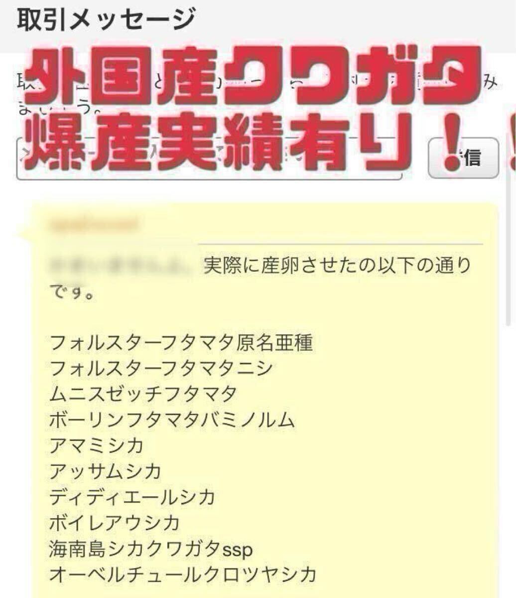 椎茸原木粉砕の昆虫マット　約40L 埋め込み発酵マットの基材自作派の方向にも　椎茸原木良質のカット屑　110サイズ段ボール満タン　千葉_4