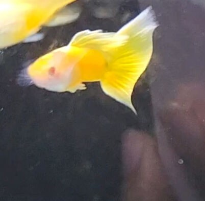 RREA台湾TAXIグッピー　RREA台湾タクシーグッピー　TAXIグッピー　稚魚５匹_1