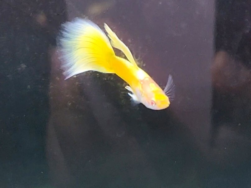 RREA台湾TAXIグッピー　RREA台湾タクシーグッピー　TAXIグッピー　稚魚５匹_2