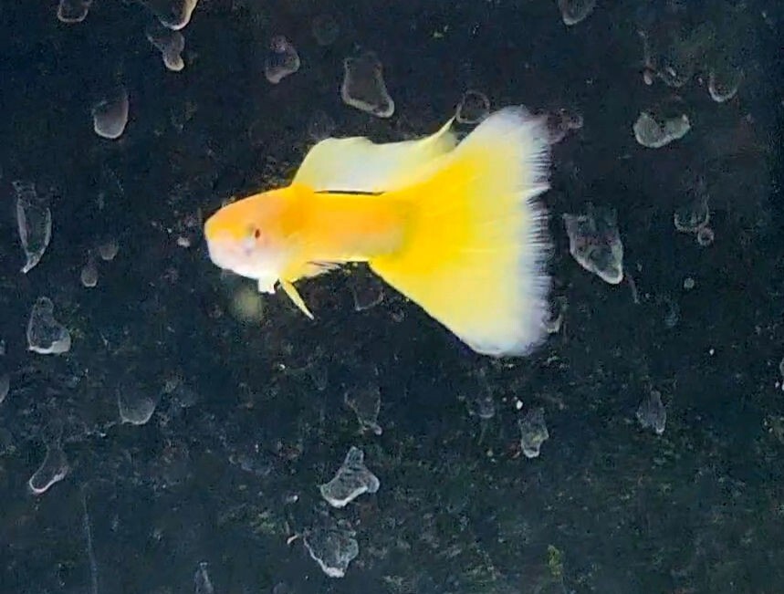 RREA台湾TAXIグッピー　RREA台湾タクシーグッピー　TAXIグッピー　稚魚５匹_3