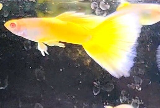 RREA台湾TAXIグッピー　RREA台湾タクシーグッピー　TAXIグッピー　稚魚５匹_4