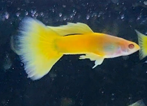 RREA台湾TAXIグッピー　RREA台湾タクシーグッピー　TAXIグッピー　稚魚５匹_5