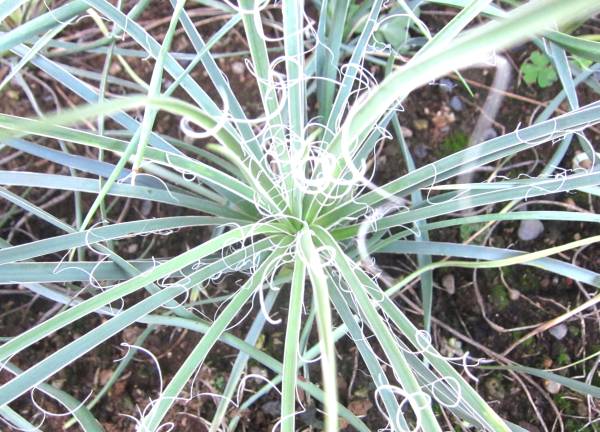 ユッカ・エラータ Yucca elata 実生苗 b(ユッカ)｜売買された