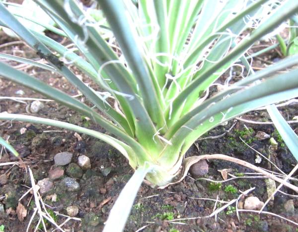 ユッカ・エラータ Yucca elata 実生苗 b(ユッカ)｜売買された