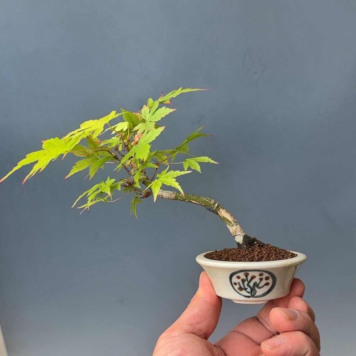 山もみじ　モミジ　小品盆栽　⑥_1