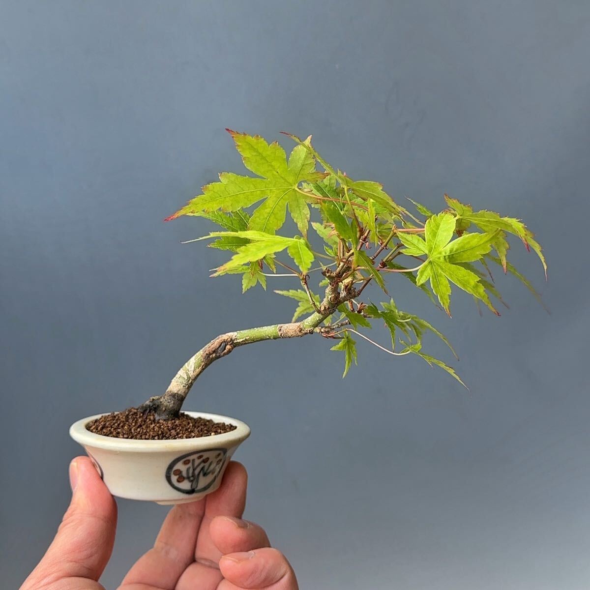 山もみじ　モミジ　小品盆栽　⑥_2