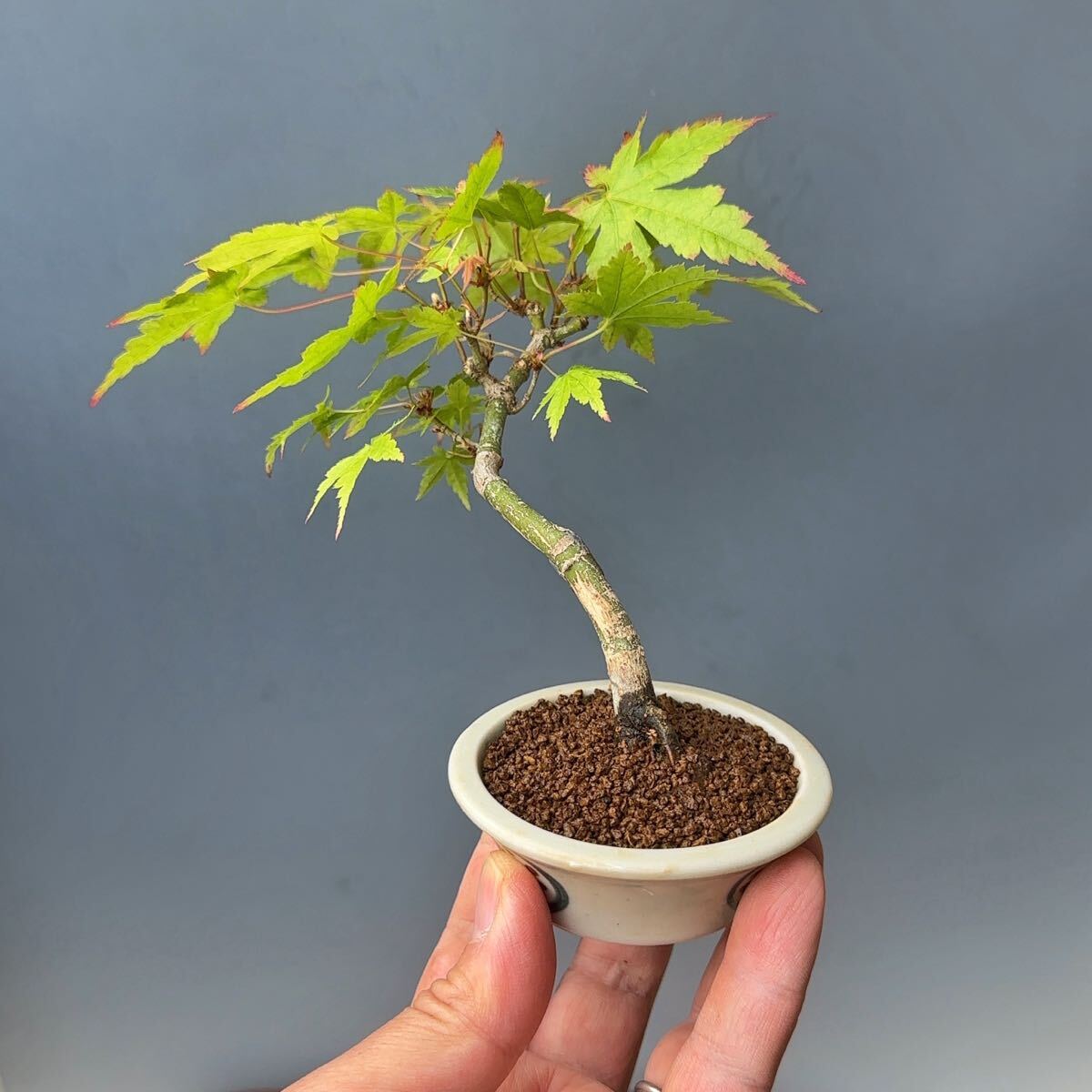 山もみじ　モミジ　小品盆栽　⑥_3