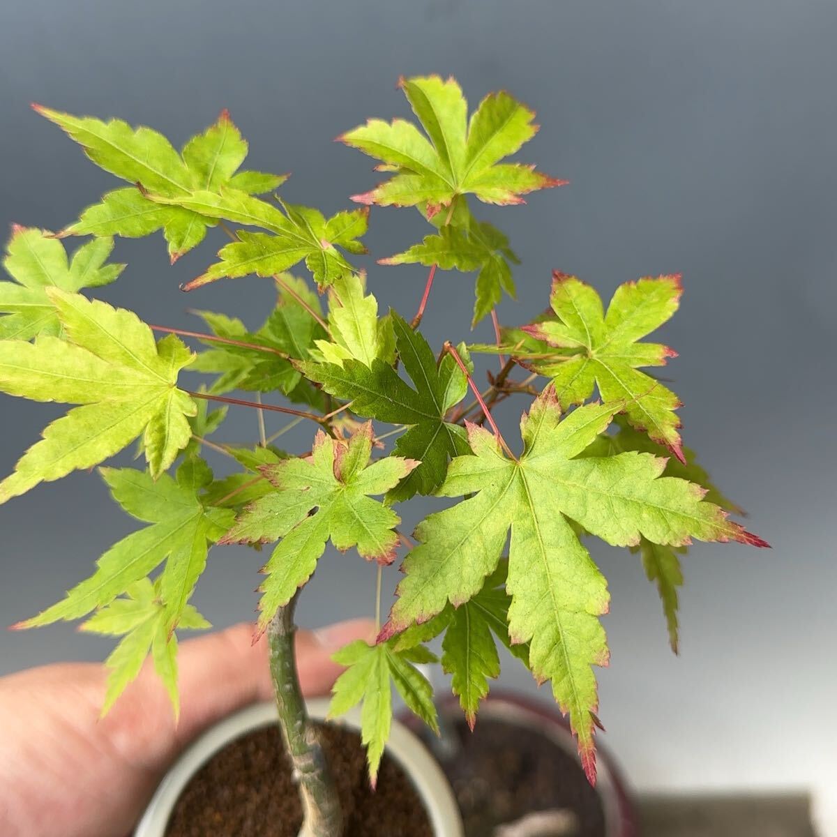 山もみじ　モミジ　小品盆栽　⑥_4