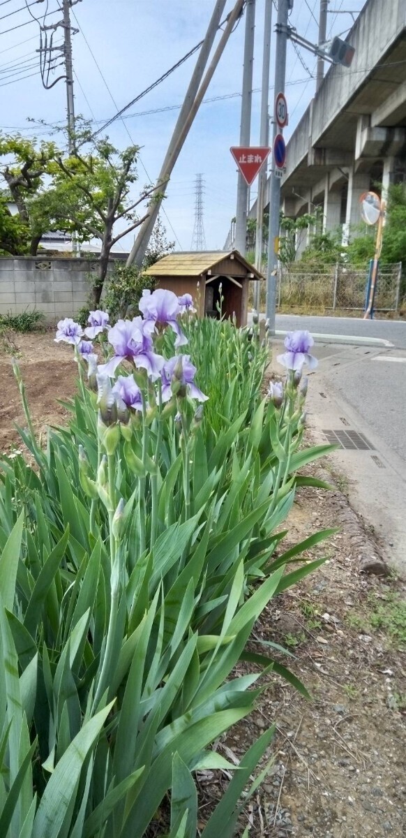 ジャーマンアイリス球根　ブルー　送料無料1_2