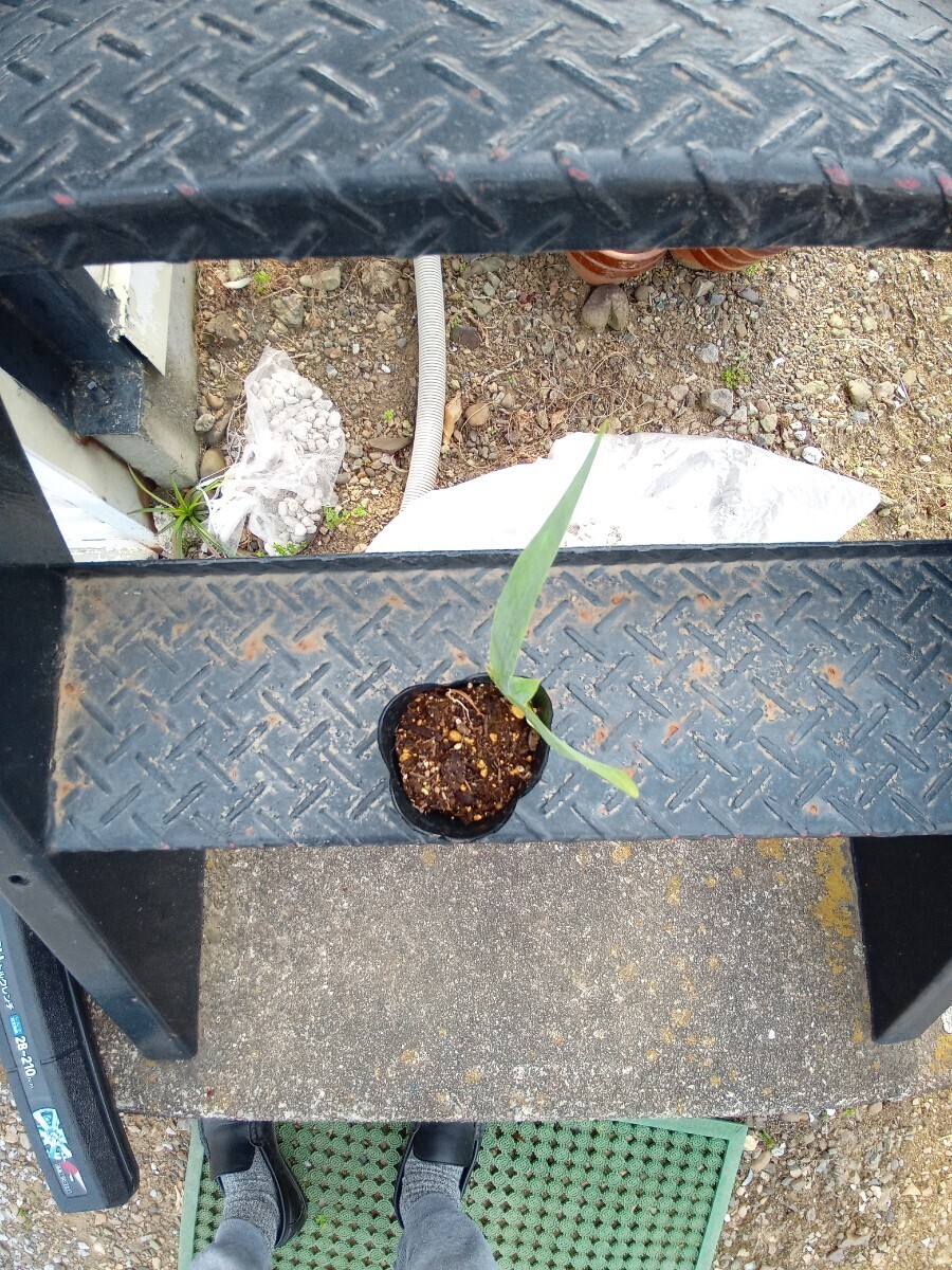 ジャーマンアイリス球根　ブルー　送料無料1_3