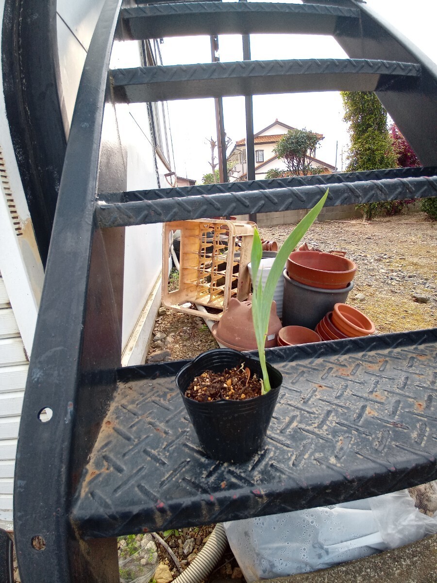 ジャーマンアイリス球根　ブルー　送料無料1_4