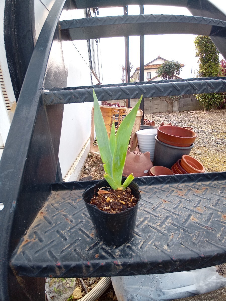 ジャーマンアイリス球根　ブルー　送料無料1_5