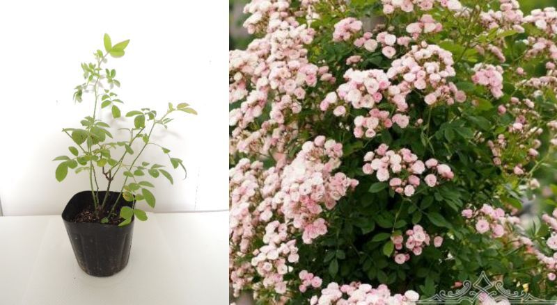 【第四種３４２円】強健　トゲなし　ツボミあり　つる　群舞　ピンクのカーテンのよう_1