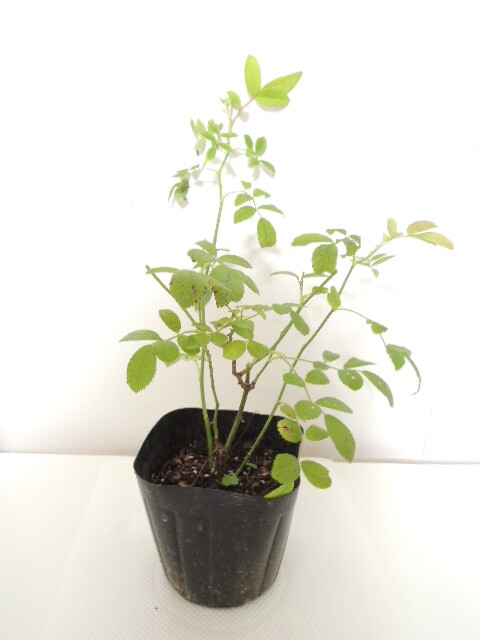 【第四種３４２円】強健　トゲなし　ツボミあり　つる　群舞　ピンクのカーテンのよう_2