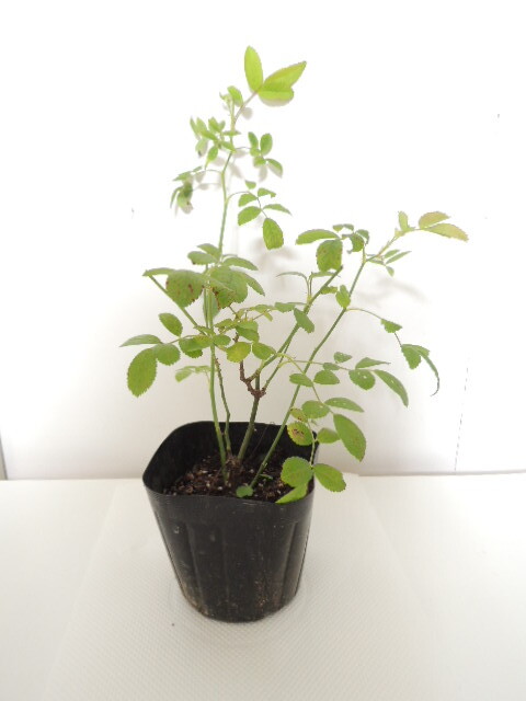 【第四種３４２円】強健　トゲなし　ツボミあり　つる　群舞　ピンクのカーテンのよう_3