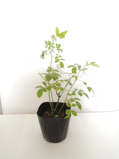 【第四種３４２円】強健　トゲなし　ツボミあり　つる　群舞　ピンクのカーテンのよう_4