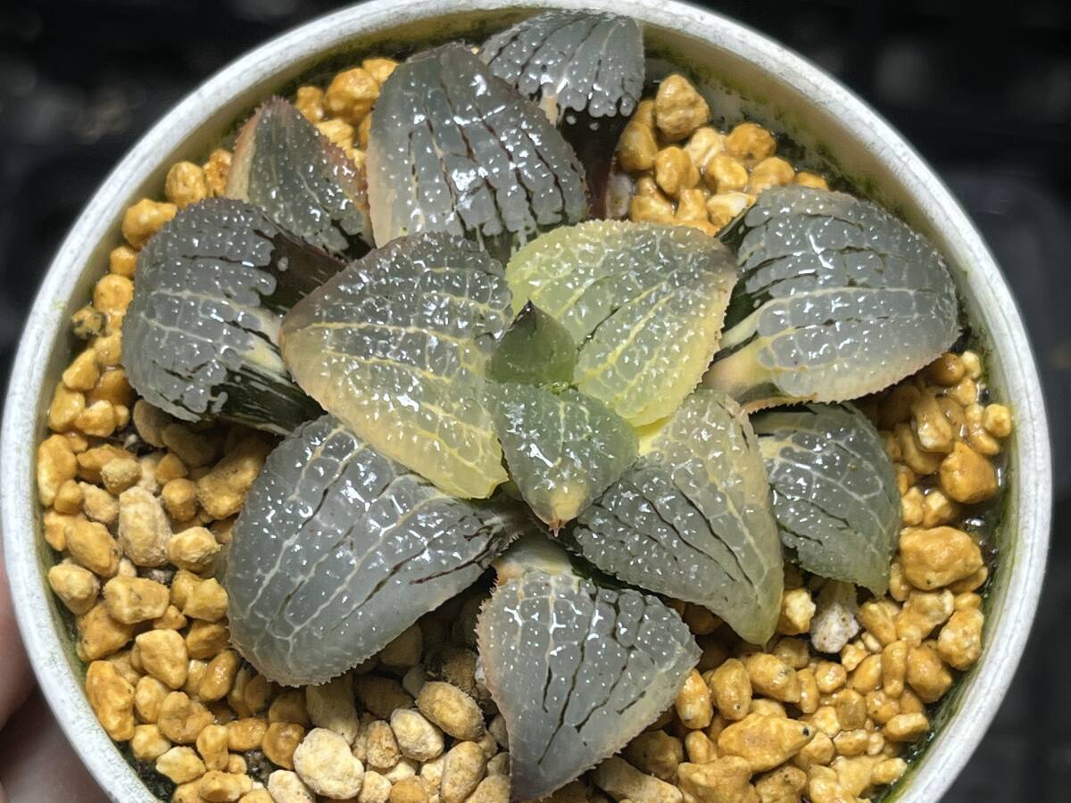 多肉植物 ハオルチア 白狐伝錦 糊斑 超美品 Yahoo!オークション